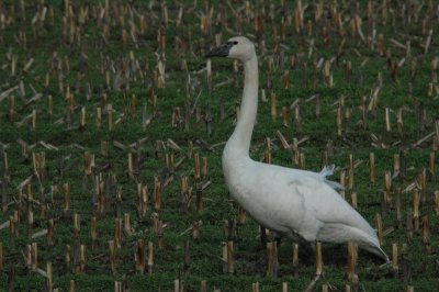 DSC_4133_resize.JPG
