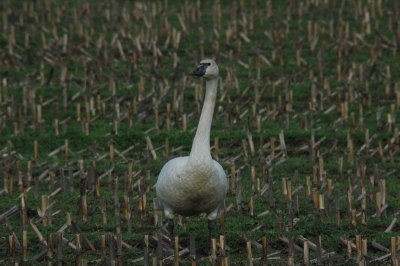 DSC_4136_resize.JPG