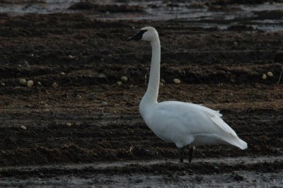 DSC_4150_resize.JPG
