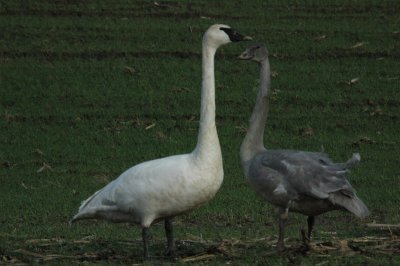 DSC_4161_resize.JPG
