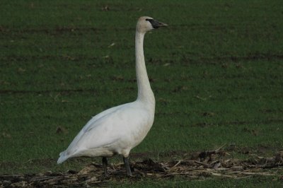 DSC_4175_resize.JPG