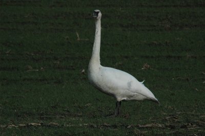 DSC_4179_resize.JPG