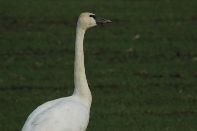 DSC_4185_resize.JPG