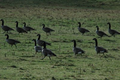 trumpeter_swans-2