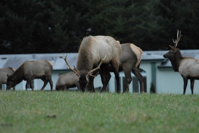 DSC_3625_resize.JPG