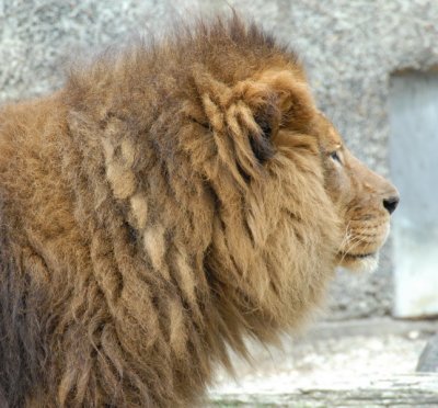 lionstigers