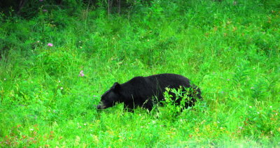 DSC_8313a_resize.jpg