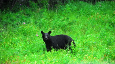 alaska_wildlife