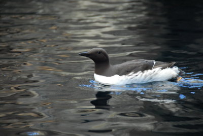 seward_aquarium