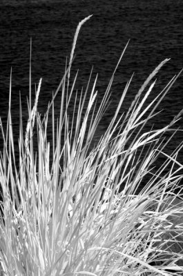 DSC_2307a_resize.jpg