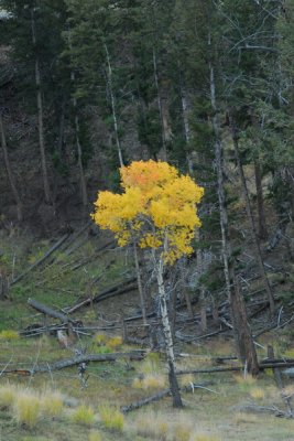 DSC_8573_resize.JPG