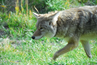 DSC_8707_resize.JPG