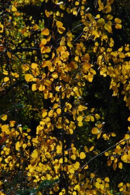 DSC_8809_resize.JPG
