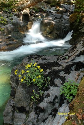 Flowers and Falls