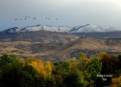 Geese Over Boise