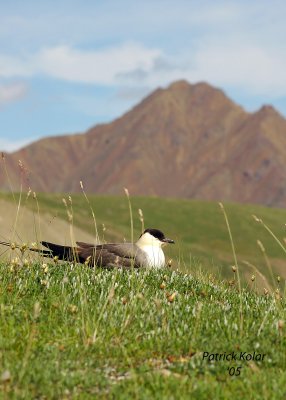 Long-tailed Jaeger