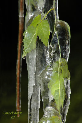 Icicle Leaves