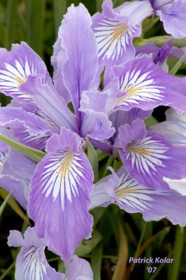 Oregon Iris-1