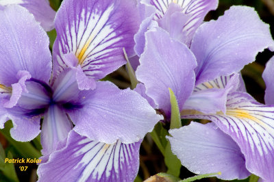 Oregon Iris-3