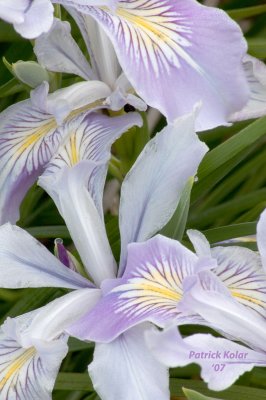 Oregon Iris-4