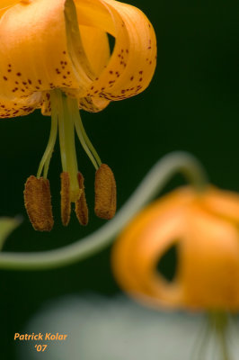 Tiger Lily