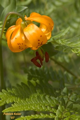 Lily and Fern