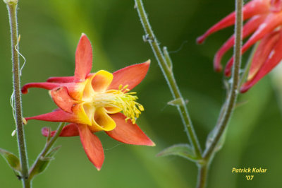 Red Columbine