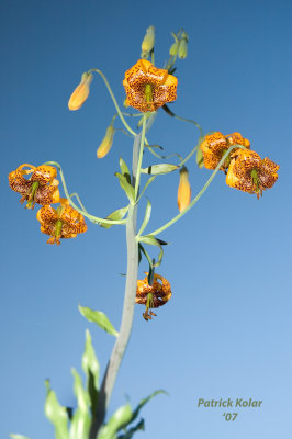 Bottom's Up-Tiger Lily
