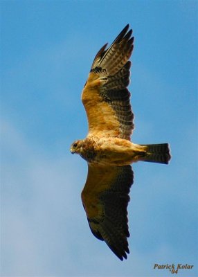 Swainson's Hawk