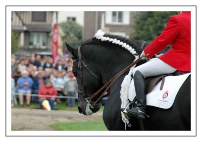 Cob normand noir