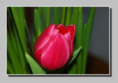 First tulip of the year