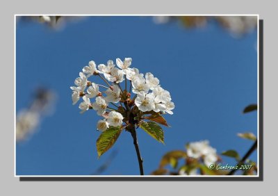 Apple tree flower