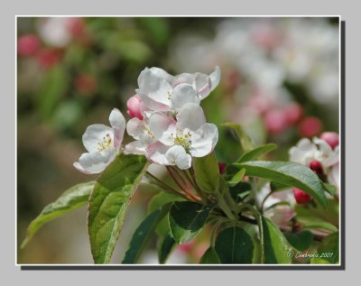 Apple tree flowers