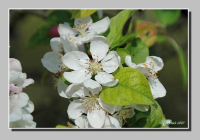 Beauty of spring