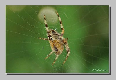 :: Spider's web on foggy morning ::