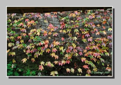 Autumn leaves