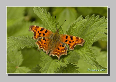 Butterfly Polygonia c-album