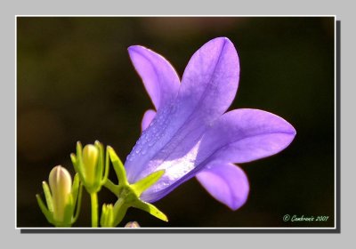 Campanula muralis