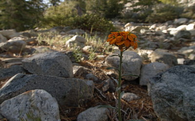 Icehouse Canyon, Western Wallflower