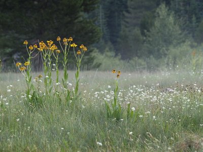 Junction Meadow