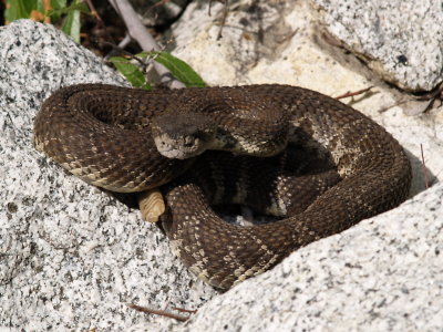 Rattlesnake