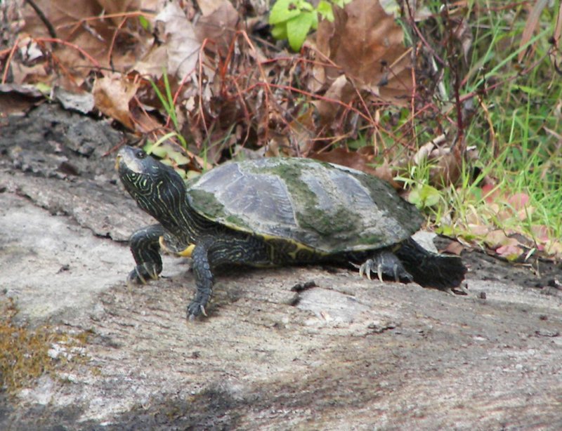 Curious Turtle