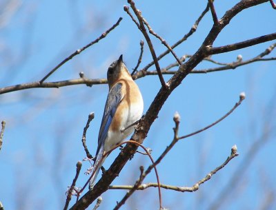 Female Bluebird.jpg