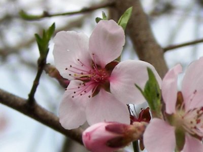 Cherry Blossom Closeup.jpg