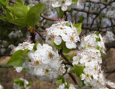 Serviceberry Blooms