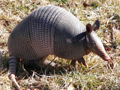 Possum on a Half-shell.jpg