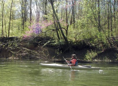 Wally and a Redbud.jpg