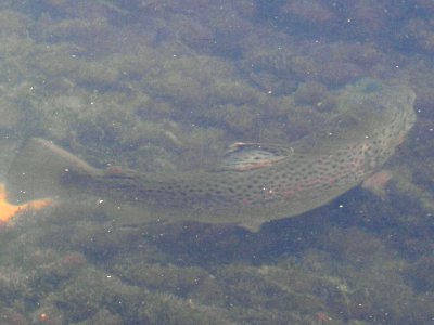 Current River Brown Trout.jpg
