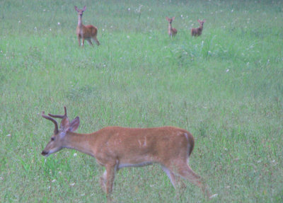 Deer Field 006.jpg