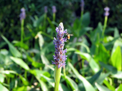 Bee on Wildflower-Manitowish.jpg